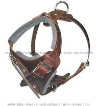 How to Put on a Dog Harness on dog