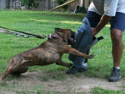 http://www.bite-sleeve-schutzhund-arm-store.com/images/dog-training-equipment/Leg-Sleeve-leg-bite-sleeve-padded-material-dog-supplies-k9-schutzhund.jpg